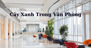 Cây Xanh Trong Văn Phòng